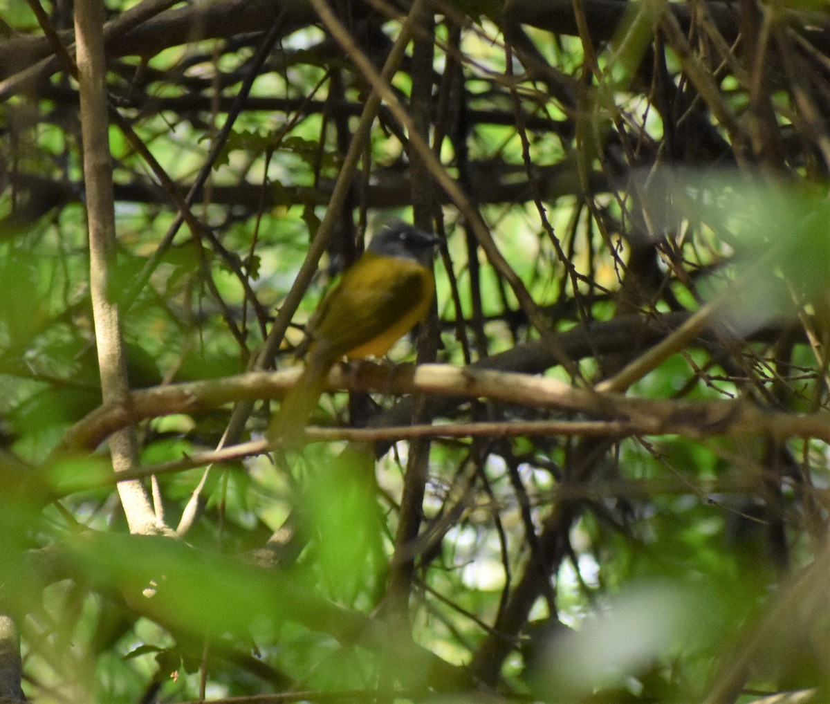 Gray-headed Tanager - ML156030481