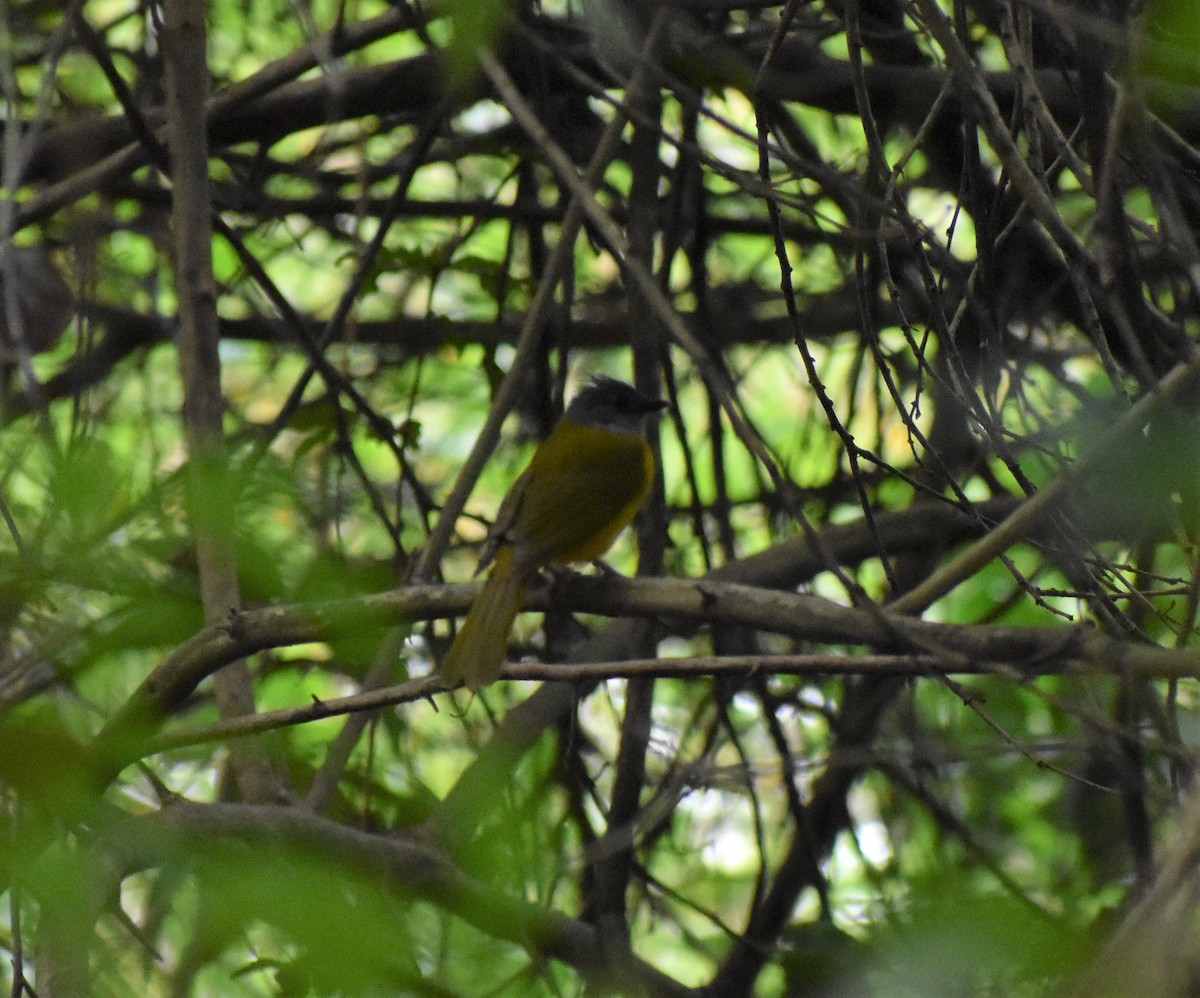 Gray-headed Tanager - ML156030621