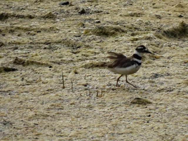 Killdeer - Heidi George