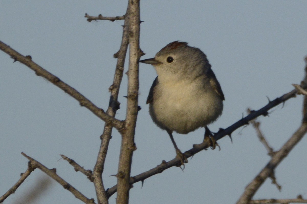 Lucy's Warbler - ML156031001