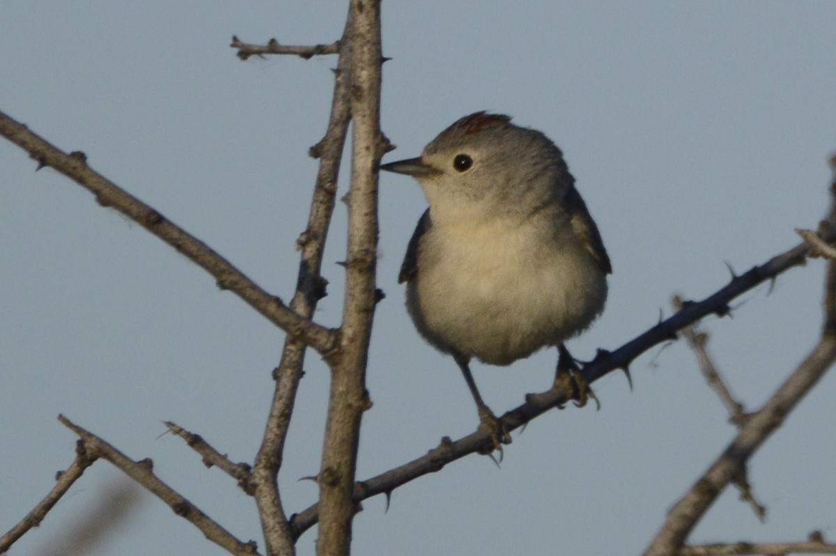 Rotbürzel-Waldsänger - ML156031001