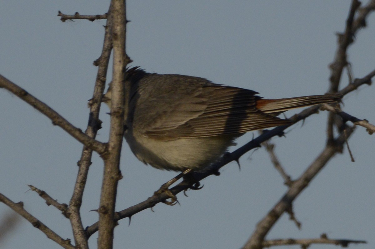 Lucy's Warbler - ML156031051
