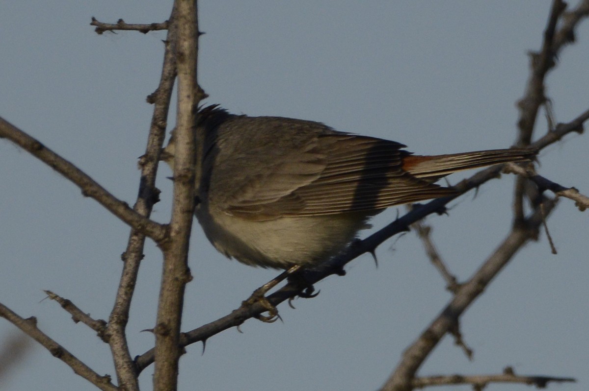 Rotbürzel-Waldsänger - ML156031051