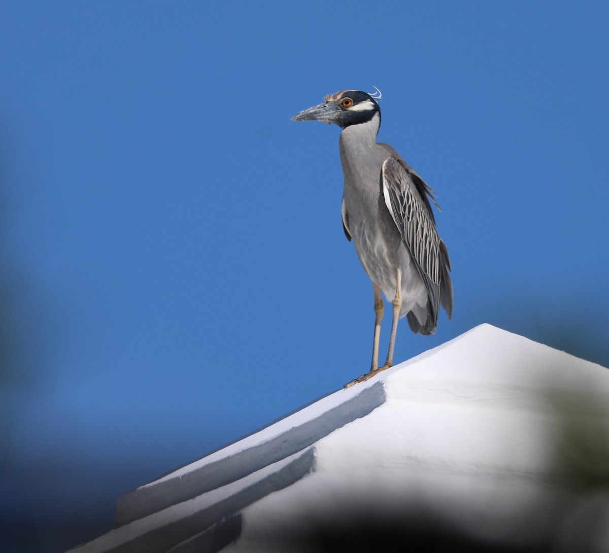 Yellow-crowned Night Heron - ML156031211