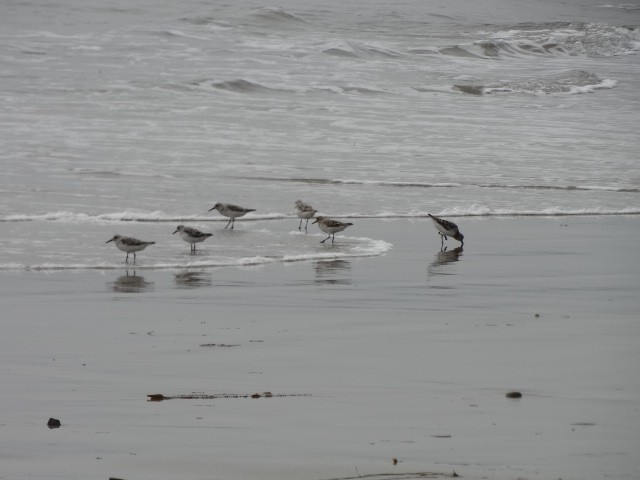 Bécasseau sanderling - ML156031751