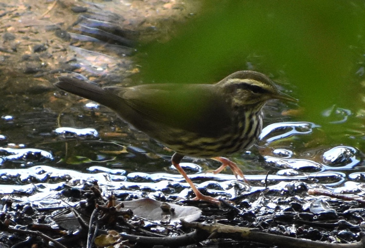 Northern Waterthrush - ML156031771