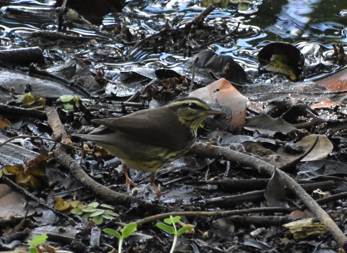 Northern Waterthrush - ML156031811