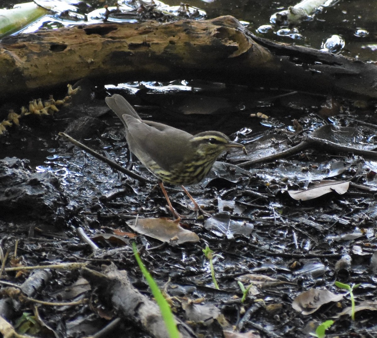 Northern Waterthrush - ML156031871