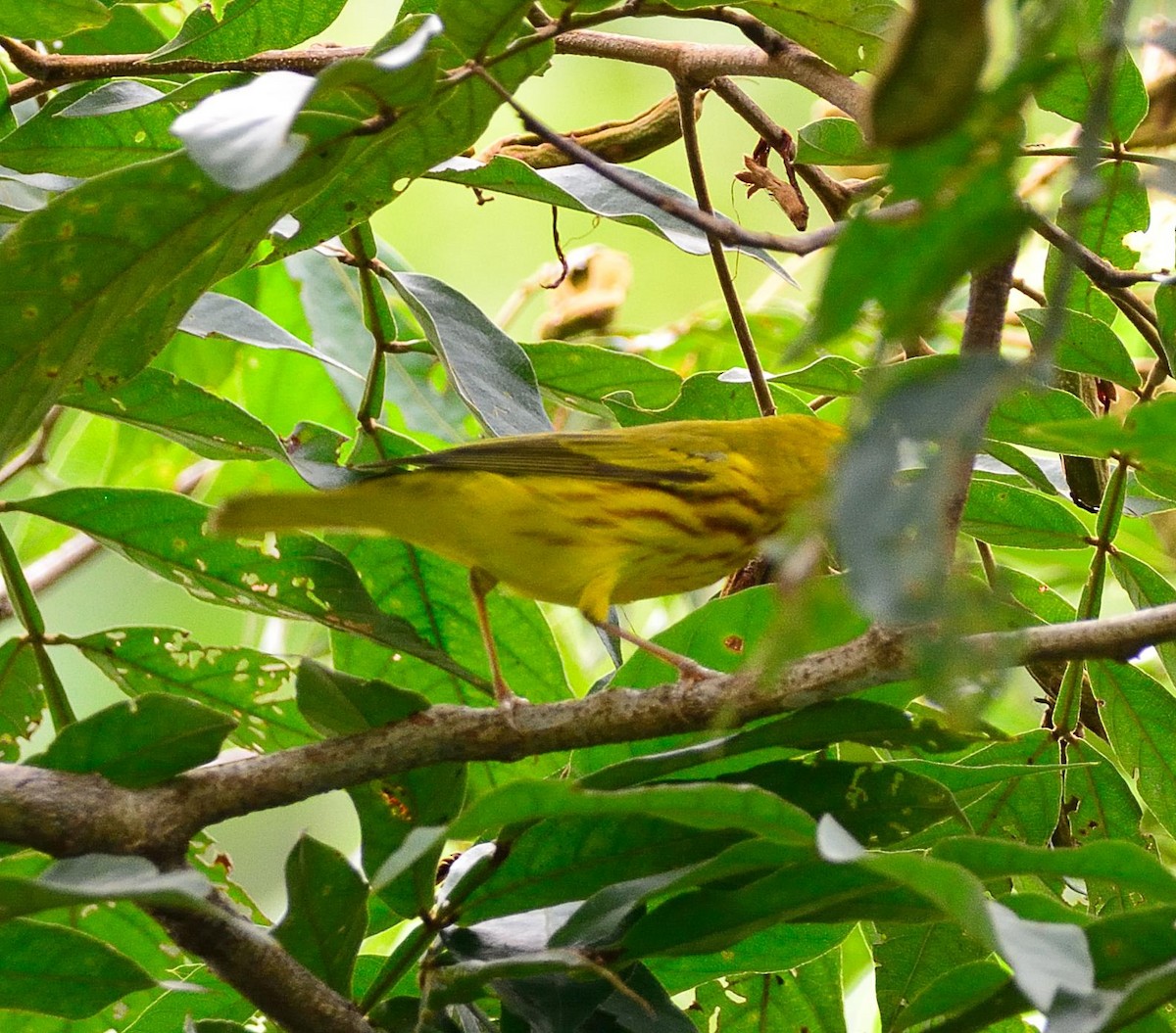Yellow Warbler - ML156032011