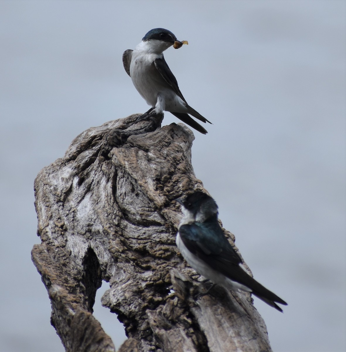 Mangrove Swallow - ML156032781