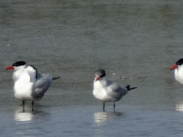 Caspian Tern - ML156033391