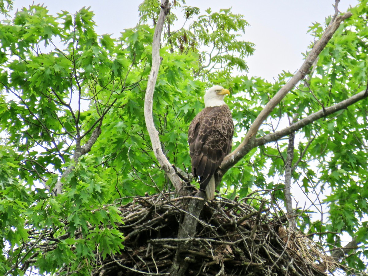 Bald Eagle - Ann Tanner