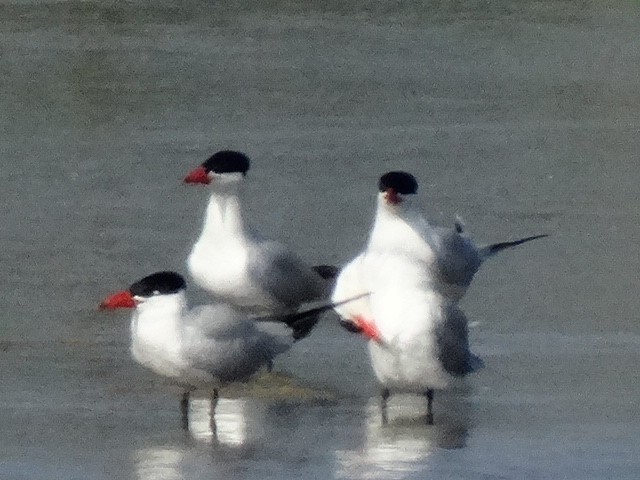 Caspian Tern - ML156033681