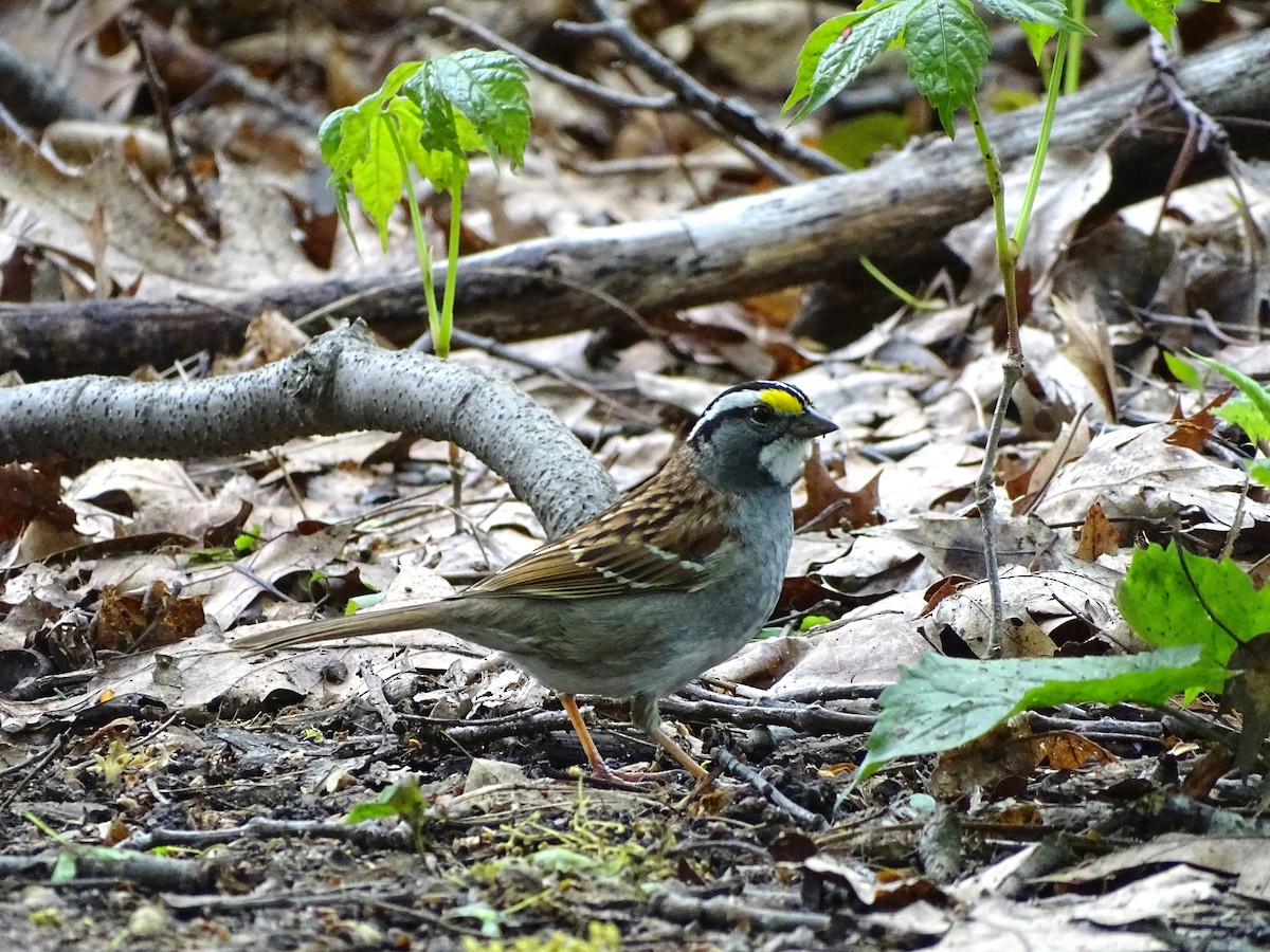 White-throated Sparrow - ML156033871