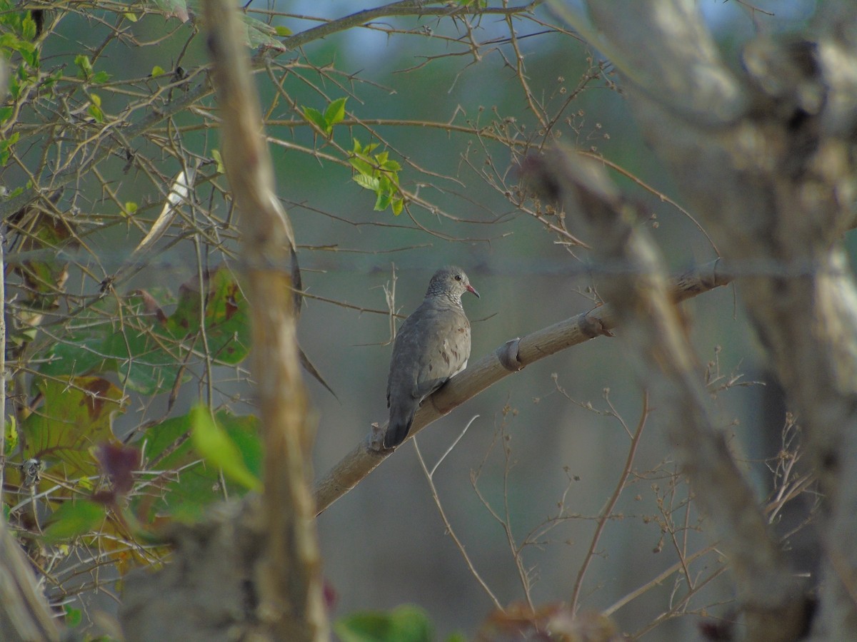 Common Ground Dove - Daniel Murcia