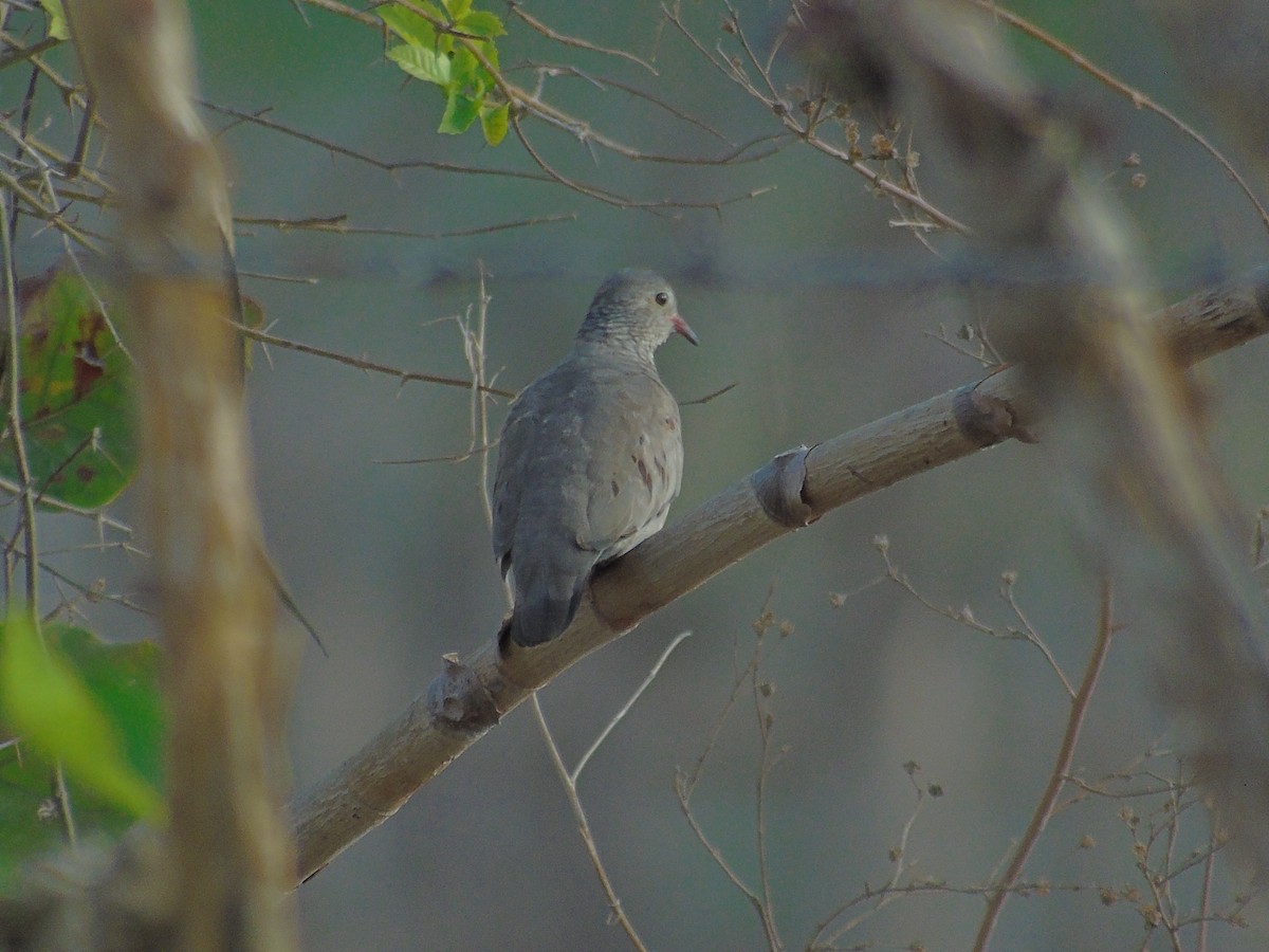 Common Ground Dove - Daniel Murcia