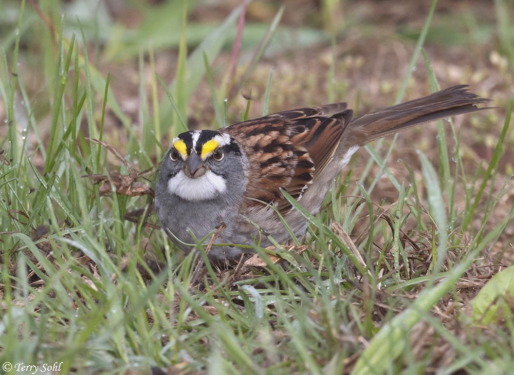 White-throated Sparrow - Terry Sohl