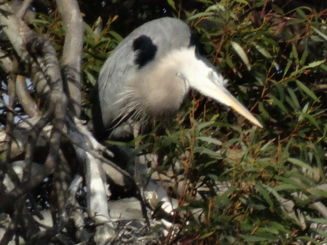 Great Blue Heron - ML156035061