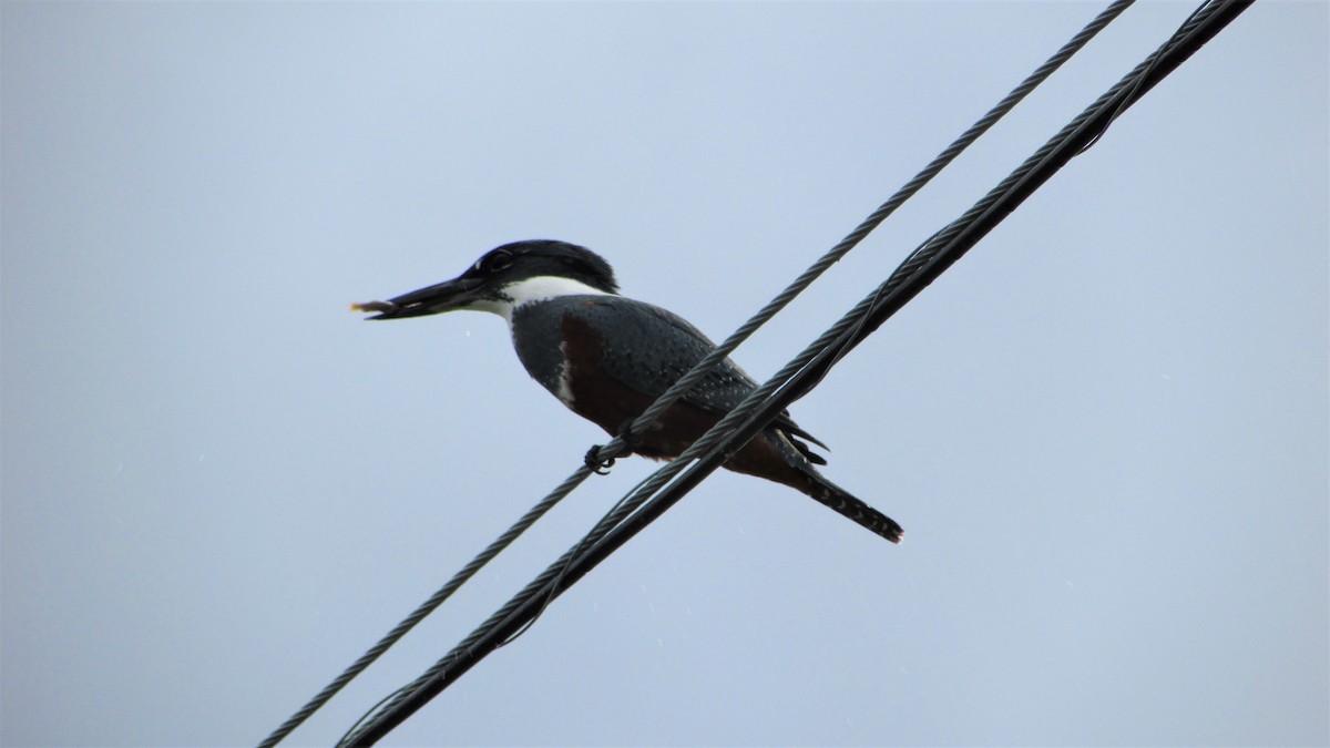 Ringed Kingfisher - ML156036671