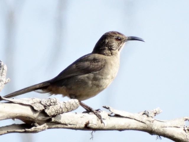 California Thrasher - ML156038811