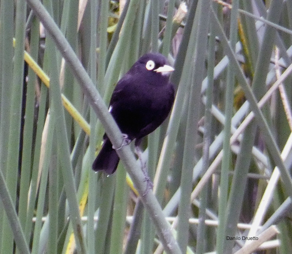 Spectacled Tyrant - ML156040641