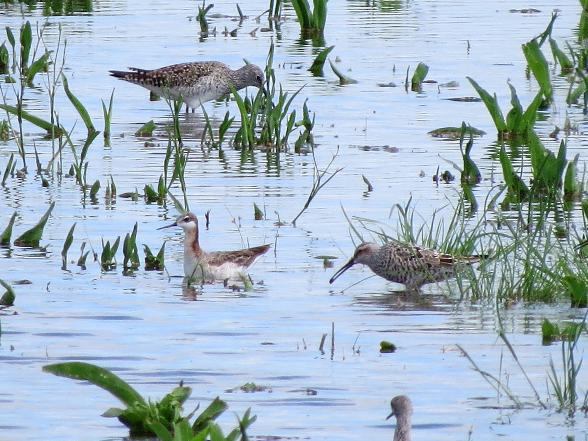 hvithalesvømmesnipe - ML156042161