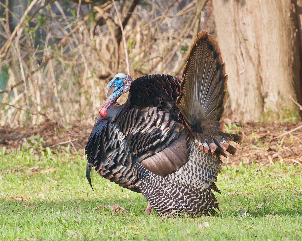 Wild Turkey - Jack & Holly Bartholmai