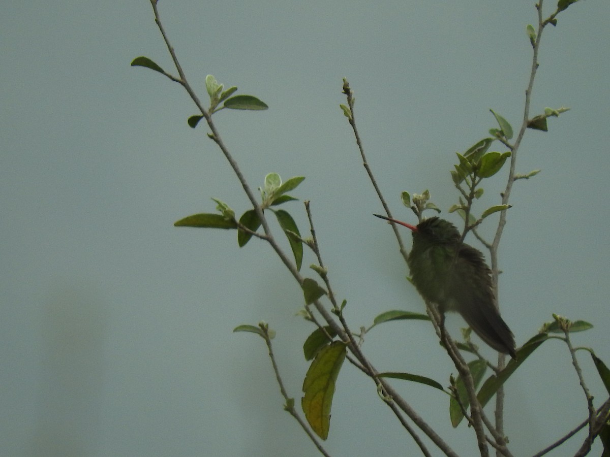 Broad-billed Hummingbird - Janet  Guardiola