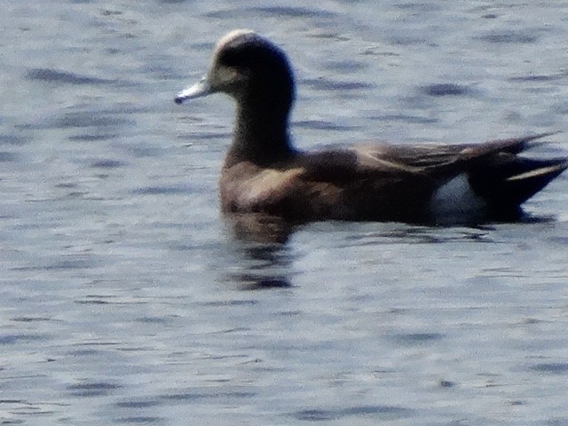 American Wigeon - Heidi George