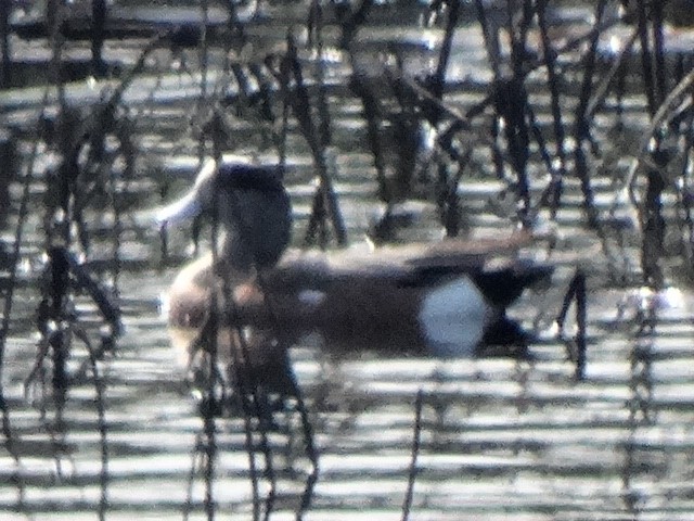 American Wigeon - ML156044791