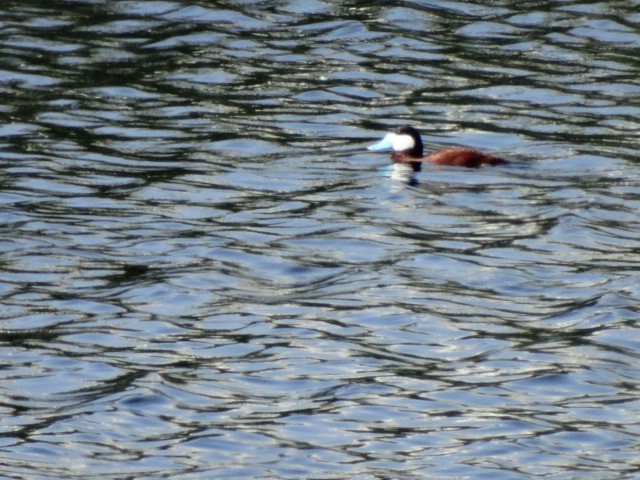 Ruddy Duck - ML156045361