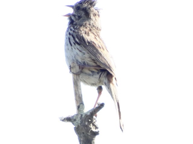 Song Sparrow - ML156045621