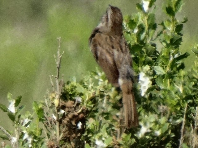 Song Sparrow - Heidi George