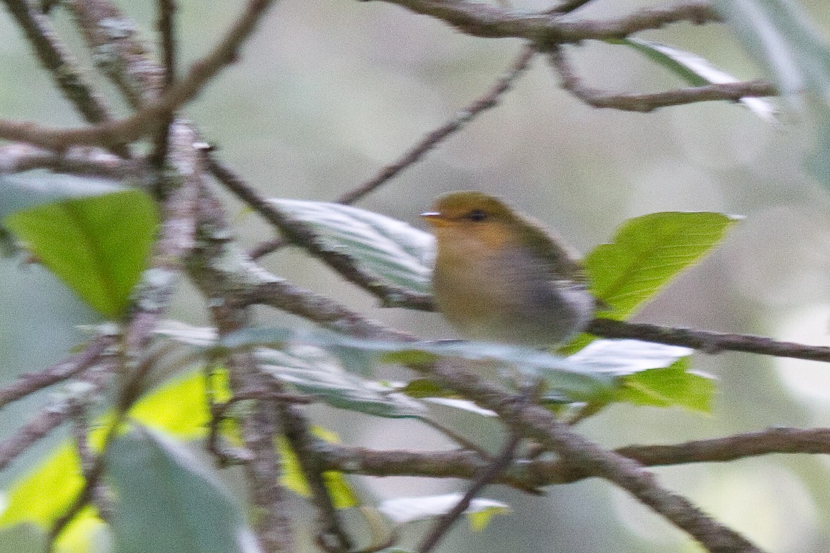 Red-faced Woodland-Warbler - ML156045981