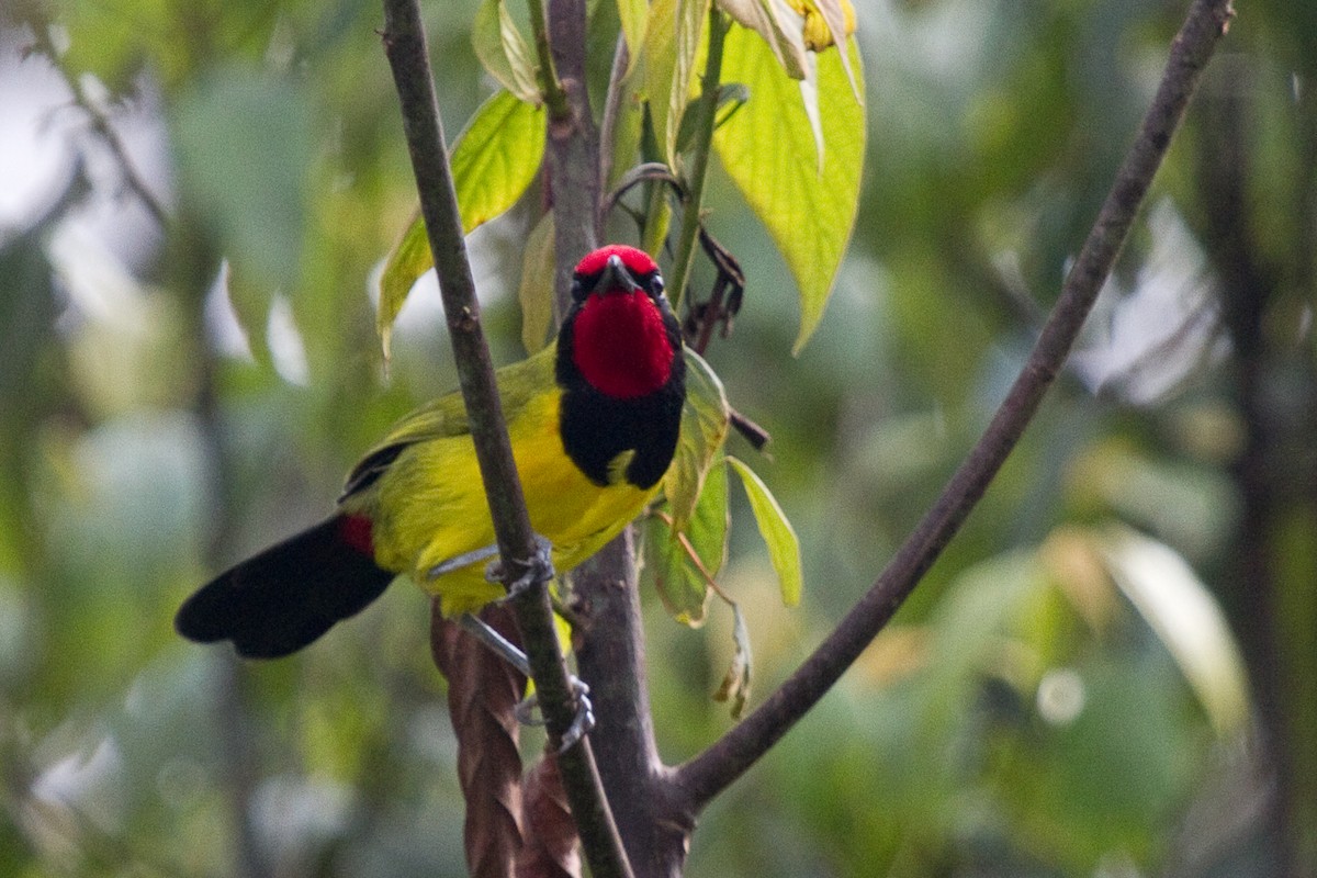 Doherty's Bushshrike - ML156046361