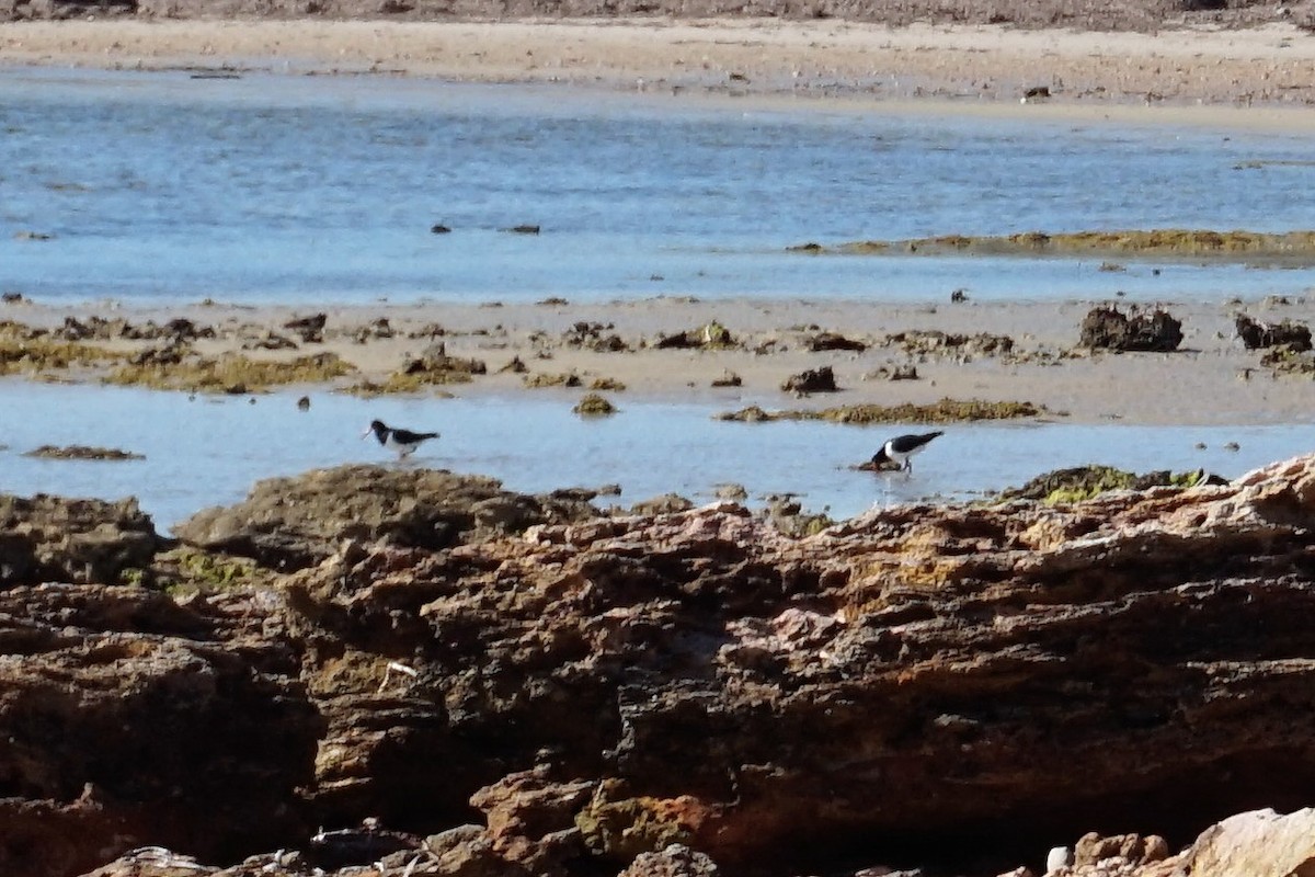 Pied Oystercatcher - ML156048551