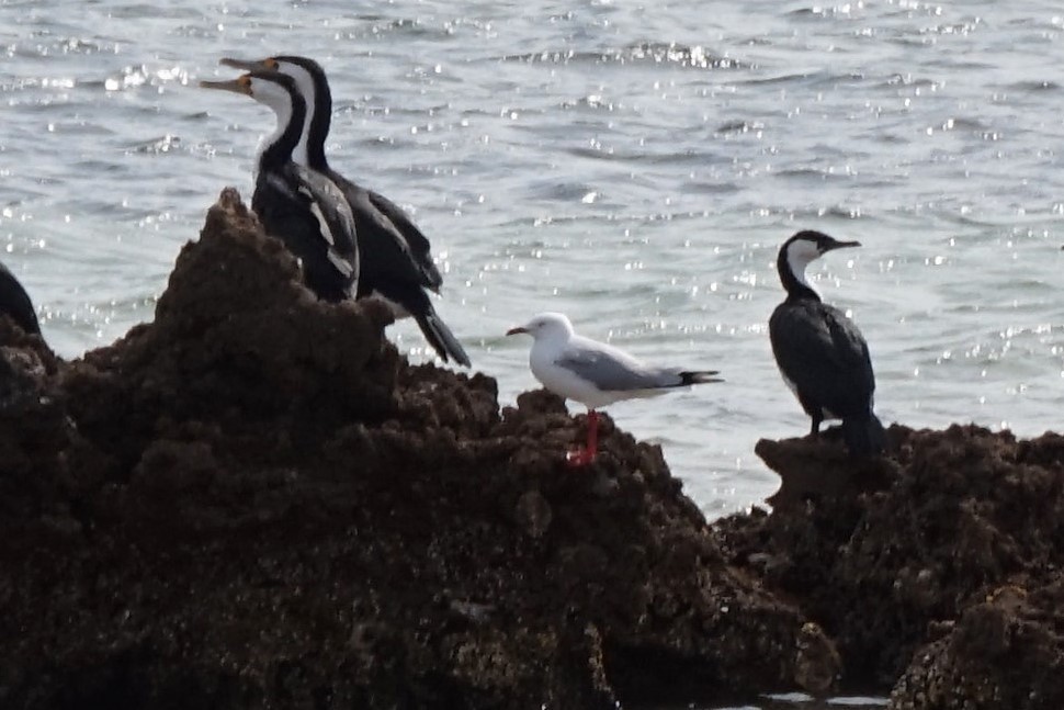 Silver Gull (Silver) - ML156048751
