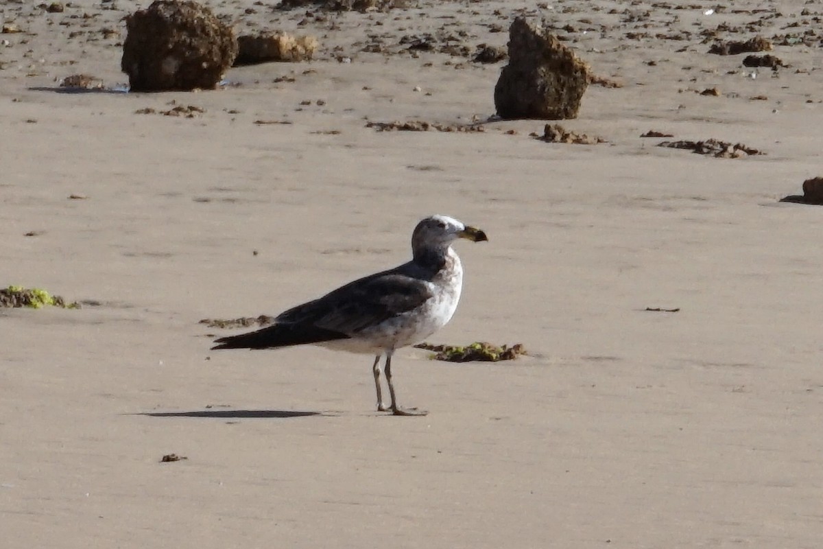 Pacific Gull - ML156048871