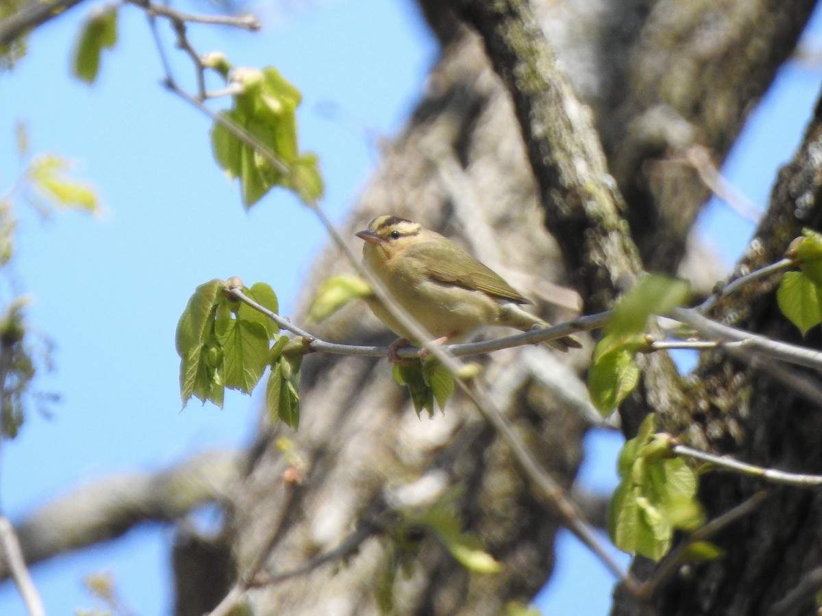 Worm-eating Warbler - ML156048931