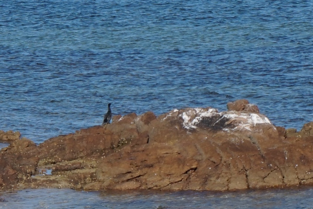 Little Black Cormorant - ML156048981
