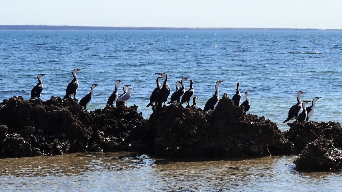 Black-faced Cormorant - ML156049261