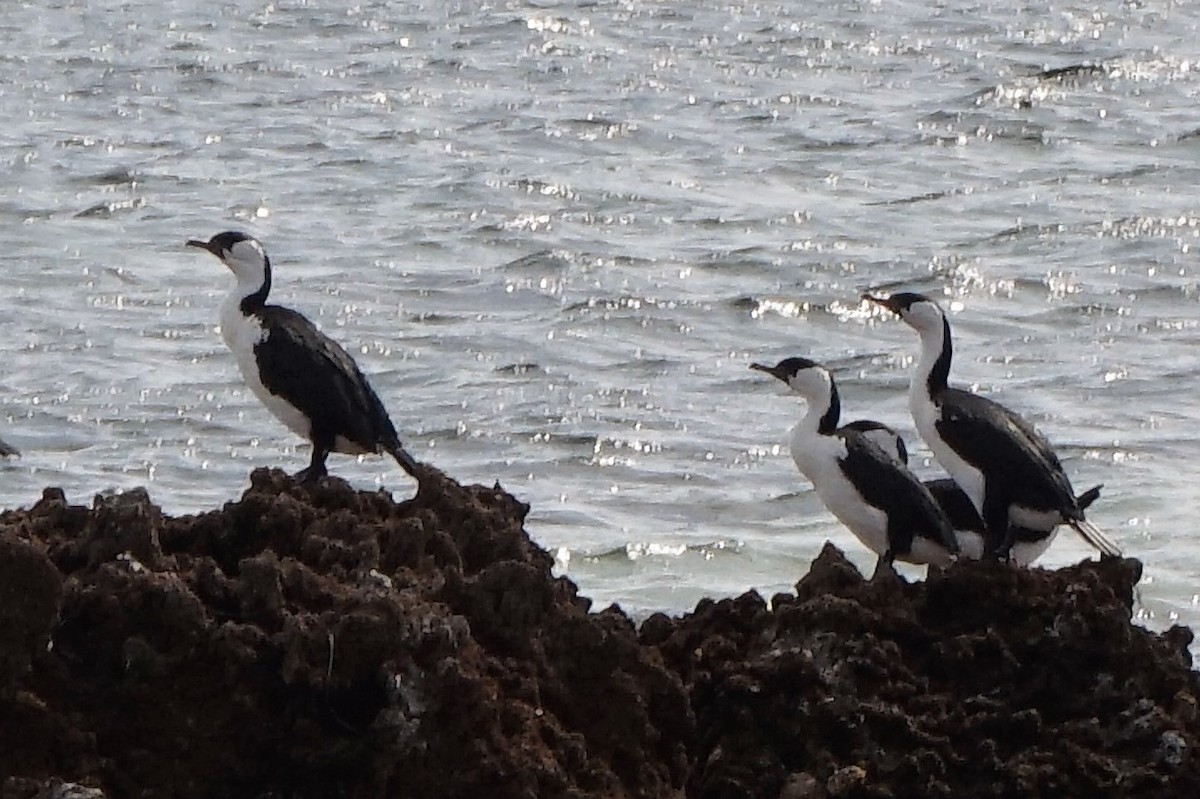 Black-faced Cormorant - ML156049271