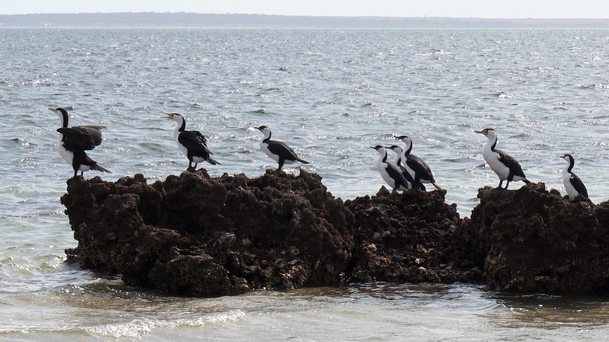 Black-faced Cormorant - ML156049331