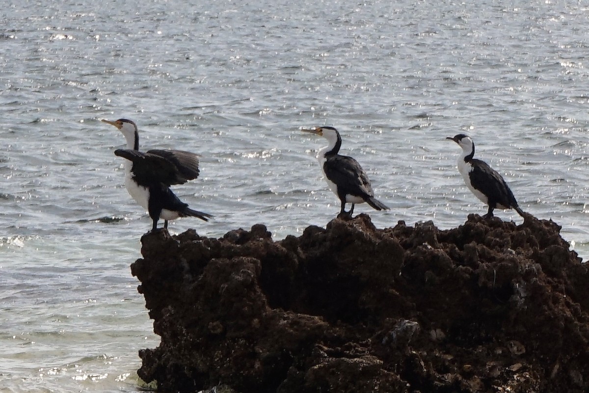 Pied Cormorant - ML156049401