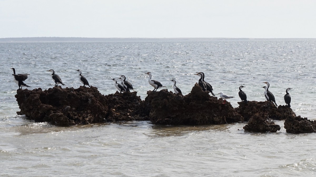 Pied Cormorant - ML156049421