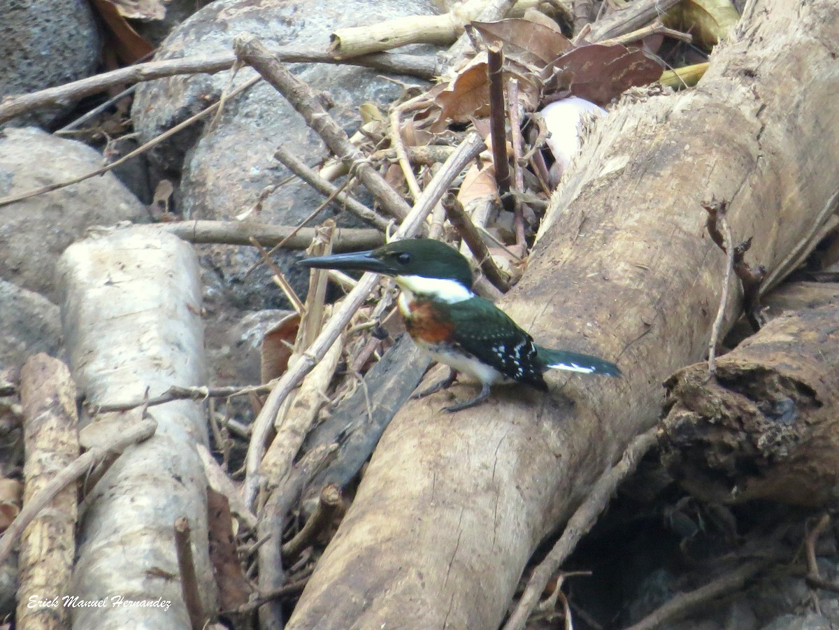 Green Kingfisher - ML156049771