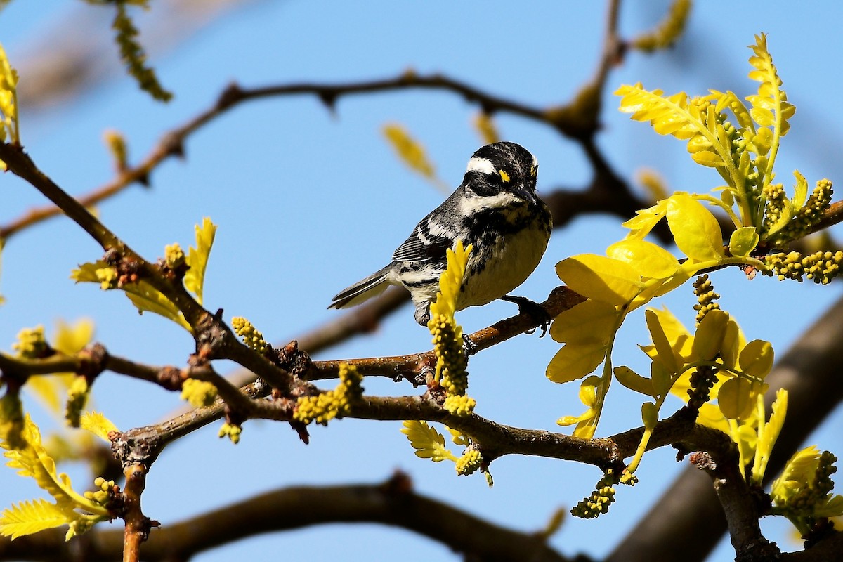 Black-throated Gray Warbler - ML156050521