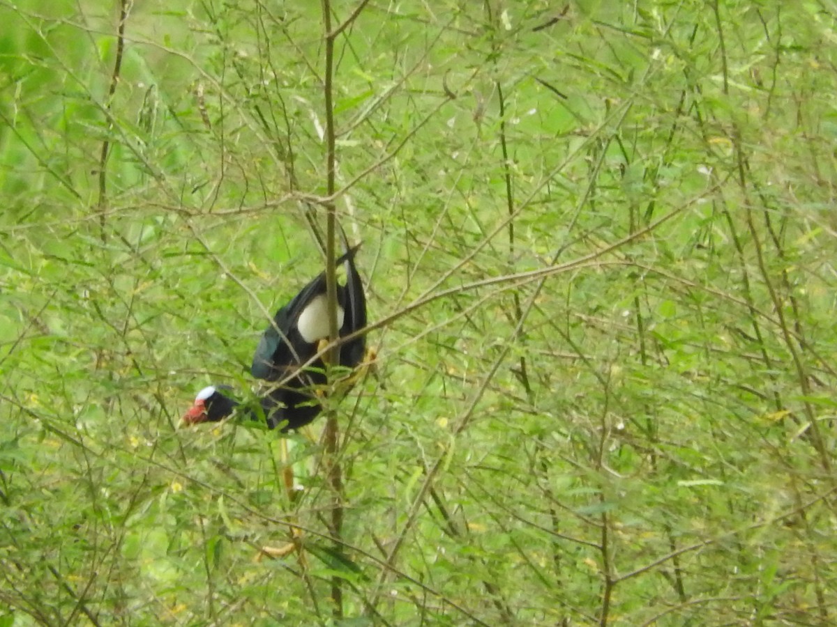 Purple Gallinule - Yoleydi Mejia