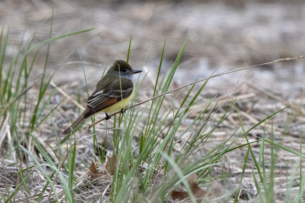 Great Crested Flycatcher - Nancy Maciolek Blake