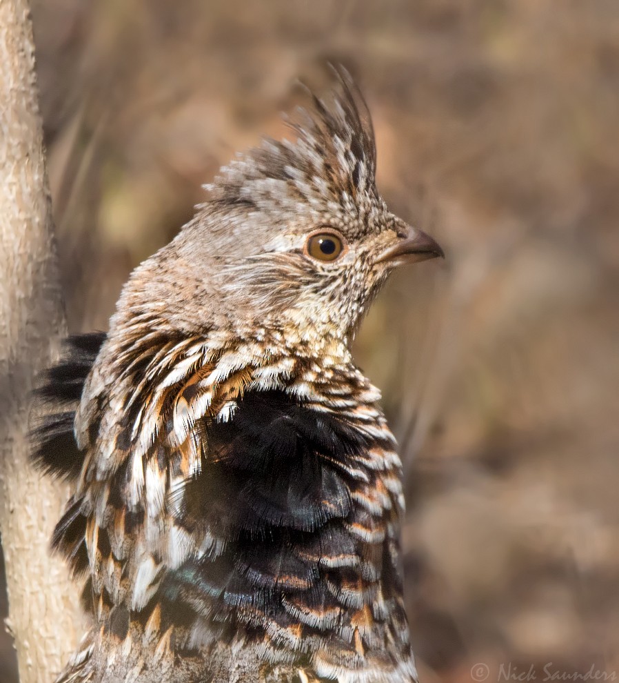 Ruffed Grouse - ML156052291